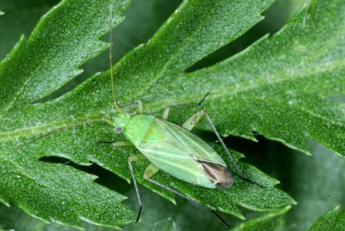 Réf. 303 382 : Oncotylus punctipes